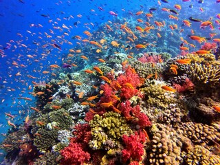 Fototapeta na wymiar Coral Reef Diving in Fiji