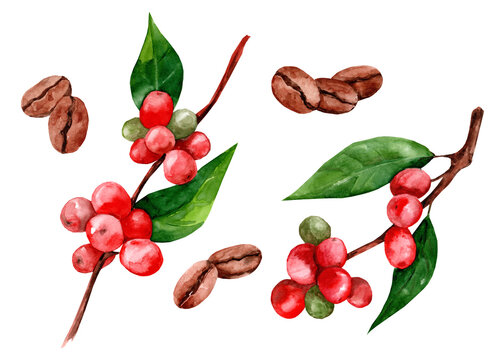 Set of coffee branches with red beans. Watercolor illustration of botanical set of coffee and berries. isolated on white background. Drawn by hand.