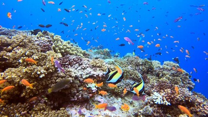 Fototapeta na wymiar Coral Reef Diving Underwater Fiji