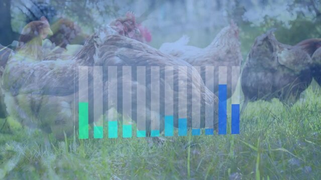 Animation of graphs over chicken on meadow