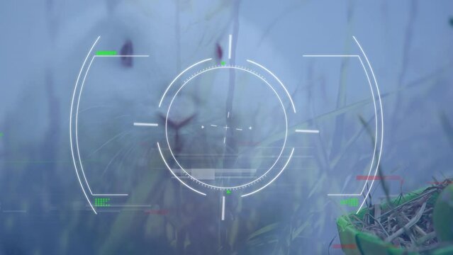 Animation of viewfinder over rabbit on meadow
