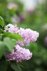 Lilac blossom flowers spring view 