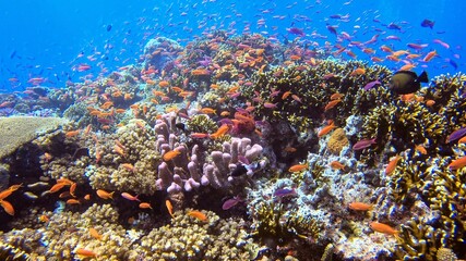 Fototapeta na wymiar Coral Reef Diving Underwater Colorful