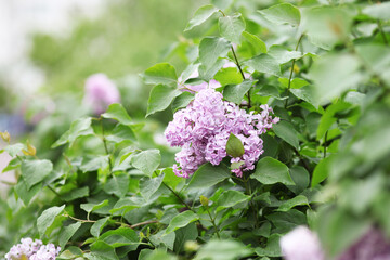 Lilac blossom flowers spring view 