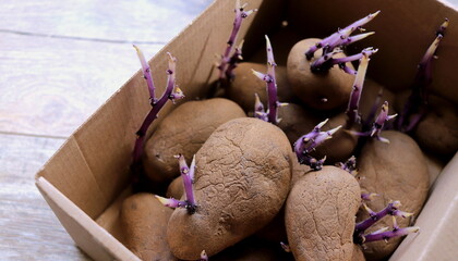 Potato purple close-up selective focus. Potato tubers with sprouts for planting. Seedling potatoes.