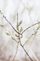branch of a tree