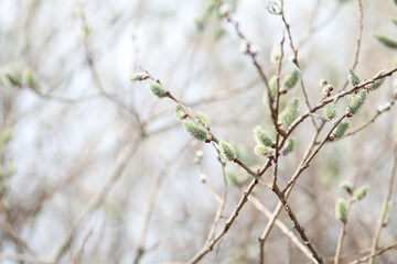 spring buds on branch