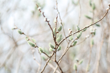 Spring branches Catkins Willow. 