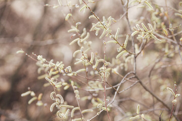 spring in the garden