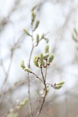 Spring branches Catkins Willow. 