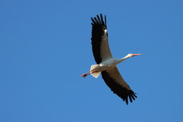 Obraz premium migratory wild bird white stork in its habitat-