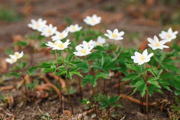 Blooming Wood anemone flowers in spring 
