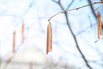 birch catkins in winter
