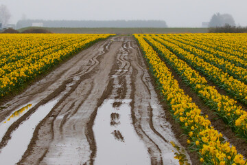 Daffodils Blooming in Skagit Valley Washington in Early Spring
