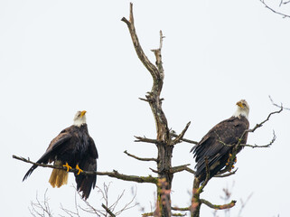 Pair of Wet Bald Eagles Wait For the Sun to Dry Off