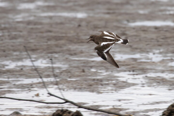 Black Turnstone Shorebirds in Flight on a Gray Day