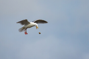 Glaucous-Winged Gull Practicing Clam Dropping on a Rocky Beach