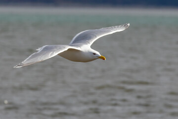 Graceful Glaucous-Winged Gull in Flight