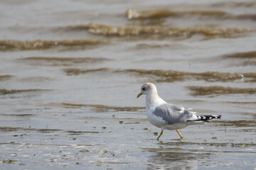 Short-Billed Gull Strolls Along Puget Sound Beach