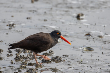 Black Oystercatcher Shorebird Foraging on a Puget Sound Beach