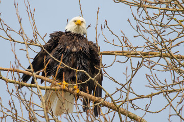 Wet Bald Eagle Wait For the Sun to Dry Off