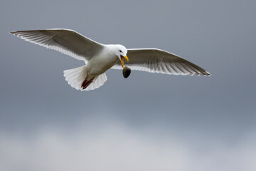 Glaucous-Winged Gull Practicing Clam Dropping on a Rocky Beach