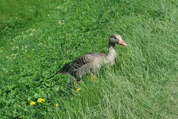 Ente im Gras