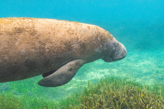 Manatee swimming over sea grass and sand in clear river water in Florida