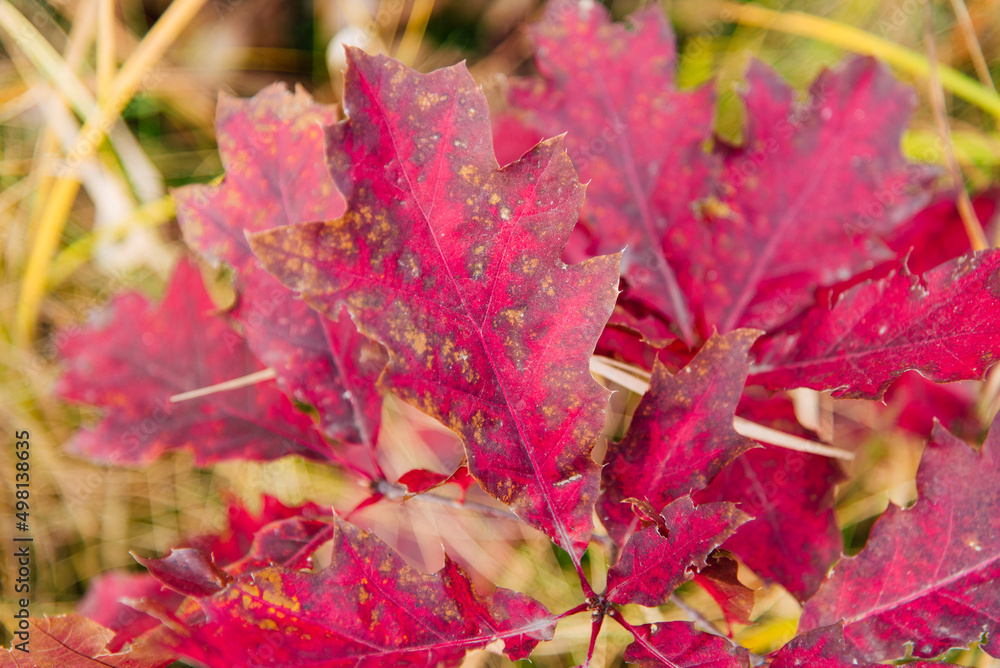 Poster Autumn leaves on a sunny background. Abstract background.