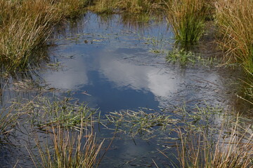 Binsen Gras an einem Sumpf oder Tümpel