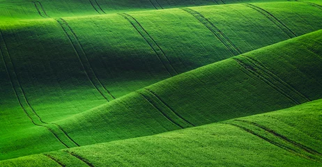 Fotobehang Toscane Rural spring agriculture texture background. Green waves hills in South Moravia, Czech Republic. Green fields landscape.  © Nikolay N. Antonov