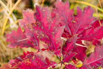 Autumn leaves on a sunny background. Abstract background.