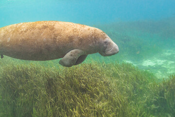 Manatee swimming over sea grass in river - 498138637
