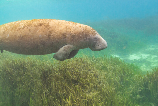 Manatee swimming over sea grass in river