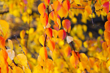 Autumn leaves on a sunny background. Abstract background.