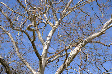 branches against blue sky