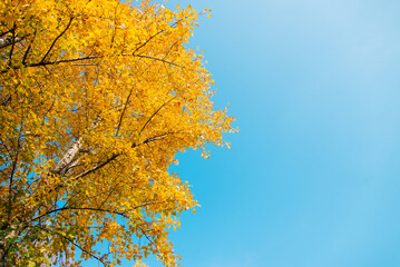 Autumn leaves on a sunny background. Abstract background.