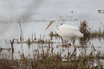 great blue heron ardea cinerea
