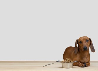 Dachshund hunting dog lies by a bowl of dry food, ready for dinner. Lunch time, white background in...