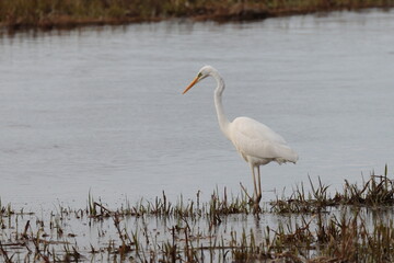 great blue heron ardea cinerea
