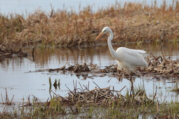 great blue heron ardea cinerea