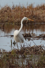 great white heron