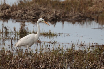 great blue heron ardea cinerea