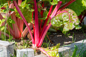 Vibrant red organic beet planted in soil. The tall slender purple stalks have large green leaves with red veins. The brown dirt is made up of organic material. The leaves have a thick shiny coat.