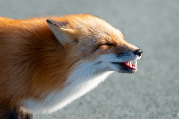 A cute young wild true red fox, Vulpes Vulpes, standing on all four paws attentively staring ahead as it hunts. It has a sharp piercing stare, orange soft fluffy fur, pointy ears, and a long red tail.