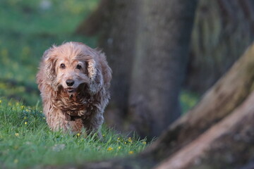 Fototapeta premium dog in the grass, spaniel
