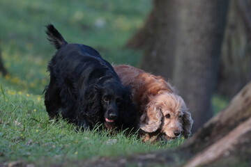 black and brown  dog in the park