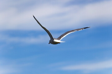 A seagull spreading  wings and flying over the sky