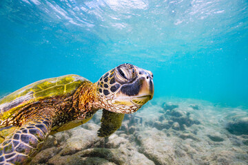 Sea Turtle, Honu, Hawaii