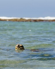 Sea Turtle, Honu, Hawaii